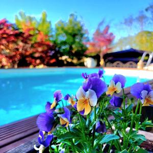 a bunch of purple and yellow flowers next to a pool at B&B Relais Cascina al Campaccio in Taino