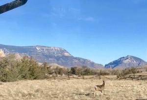 un lama debout dans un champ avec des montagnes en arrière-plan dans l'établissement Yellowstone Cutthroat Guest Ranch, à Wapiti
