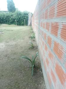 een steunmuur met een plant in een tuin bij hospedaje El Colibrí in La Unión