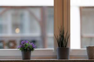 trois plantes en pot assises sur un rebord de fenêtre dans l'établissement Weronika's Urban Hideaway, à Wrocław