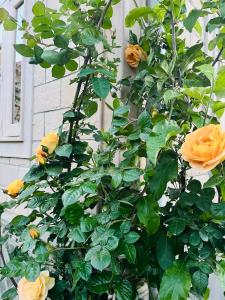 einen Busch gelber Rosen, der neben einem Gebäude wächst in der Unterkunft Himalayan Sun Cottage in Srinagar