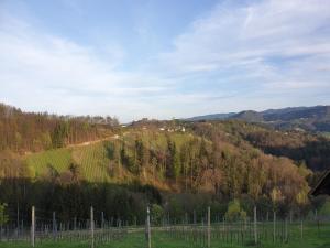 a vineyard on a hill with trees and a road at Stammhaus - somnium Appartements Südsteiermark in Weitersfeld an der Mur