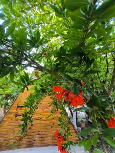 un árbol con flores rojas delante de un edificio en Litost Cafe Bungalow en Adrasan