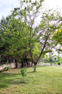 a tree in the middle of a grass field at Rooms by Romi in Durrës