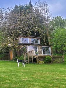 a dog standing in the grass in front of a house at The Summerhouse in Llandegla