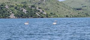 two birds are swimming in a large body of water at Holiday home Haustor with Skadar lake view in Cetinje
