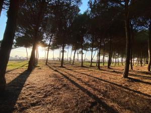 a group of trees with their shadows on the ground at Pines Paradise at Blue Laguna Residence in Golem