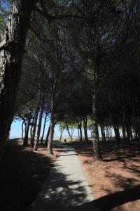 a path through a forest of trees in a park at Pines Paradise at Blue Laguna Residence in Golem