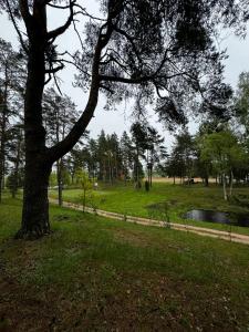 a tree in a park with a grass field at Vasaras mājiņa pie Rāznas ezera Nr 6 in Ragi +2 photos