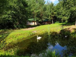 a white swan swimming in a pond in a yard at Pūču māja/Owl house namiņš Ogrē in Ogre