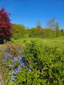 Ard Aoibhinn Roscommon في Lecarrow: حديقة بها زهور أرجوانية في المقدمة