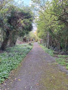 Ard Aoibhinn Roscommon外面的花园