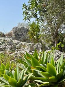 a bunch of green plants in front of some rocks at Enchantment in the Heart of Nature in Canicattini Bagni