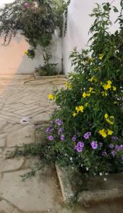 Ein paar Blumen im Garten in der Unterkunft شاليه 1 in Al Ḩazm