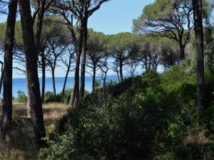 un grupo de árboles en una colina cerca del agua en Appartamento dei Pavoni, en Punta Marina