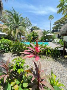 a garden with a swimming pool and a pink flower at chill out hostel in Palomino