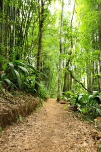 un chemin de terre dans une forêt avec des arbres dans l'établissement Centro Ecológico La Ribera, à San Rafael