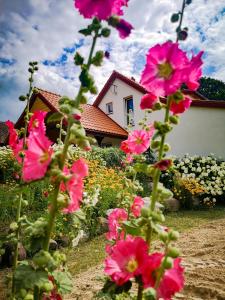 um grupo de flores cor-de-rosa em frente a uma casa em Linowo 10 Country House em Linowo