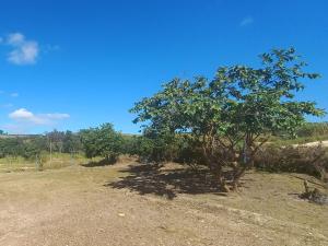 カピトーリオにあるRANCHO PÉ DA SERRAの土原中の木