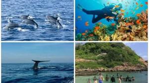 Altri animali domestici presso il bed & breakfast o nei dintorni