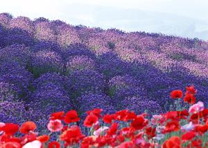 a field of red and purple flowers and poppies at Lavender Breeze Furano in Furano