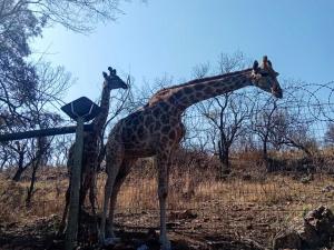 two giraffes standing next to each other in a field at The Venue Country Hotel & Spa in Hartbeespoort