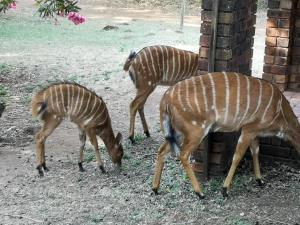 three deer standing next to a brick building at The Venue Country Hotel & Spa in Hartbeespoort