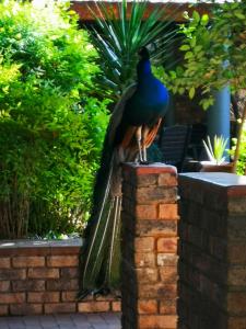a peacock sitting on top of a brick wall at The Venue Country Hotel & Spa in Hartbeespoort