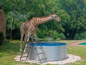a giraffe standing next to a metal barrel at The Venue Country Hotel & Spa in Hartbeespoort