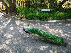a peacock walking on the street with a dead at The Venue Country Hotel & Spa in Hartbeespoort
