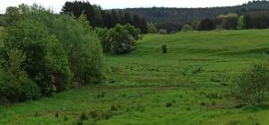 un prato verde con alberi sullo sfondo di Ferienwohnung Marie a Nohfelden