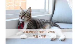 南湾希腊遇见猫的一只戴着领带的猫坐在窗边