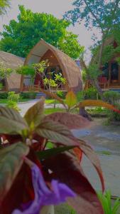 a view of a house with a plant in front of it at We'Be Cottages in Gili Meno