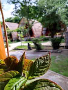 un primer plano de una planta verde en un patio en We'Be Cottages, en Gili Meno