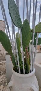 a green cactus in a white vase at Corte Moline in Gallipoli