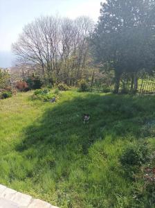 a dog laying in the grass in a field at Diogenis Hotel in Tsagarada