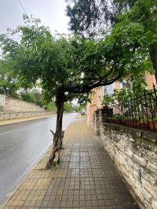 a tree on a sidewalk next to a street at Apartments Vista in Balchik