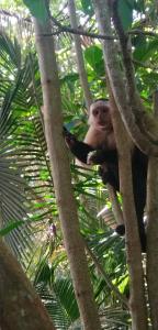 卡維塔的住宿－Serenity Houses，猴子坐在树上