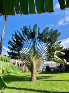 uma palmeira na relva debaixo de um guarda-chuva em Hotel Pousada Salvador Paradise em Lauro de Freitas