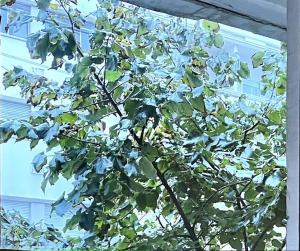 uma árvore com folhas verdes na frente de uma janela em Apartamento Studio cerca Pocitos em Montevidéu