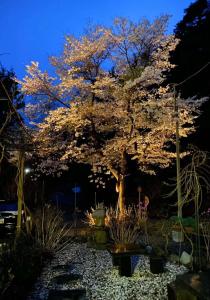 ein Baum im Garten nachts mit Lichtern in der Unterkunft Pension Lanpou in Fujikawaguchiko