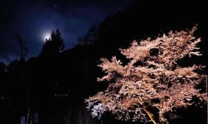 Ein Baum in der Nacht mit dem Mond im Hintergrund in der Unterkunft Pension Lanpou in Fujikawaguchiko