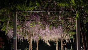 Ein Haufen Weisheiten, die nachts von Bäumen hängen in der Unterkunft Pension Lanpou in Fujikawaguchiko