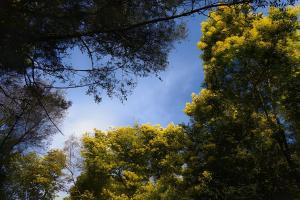 Casa de Campo con vista al mar في Chanco: إطلالة على السماء من خلال الأشجار +11 صورة