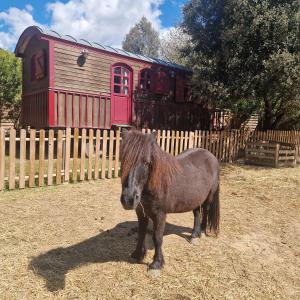 um cavalo castanho parado em frente a uma cerca em Séjour à la ferme em Jouques