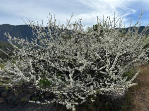 エル・パソにあるCasa Casildaの山の白花の花