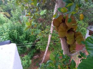 a bunch of teddy bears hanging from a tree at Saimon Villa in Mirissa +35 photos