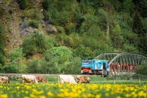 a blue train traveling past a field with cows at Wohlfühl Ferien-Heim Aparthotel 4 Sterne in Zell am Ziller