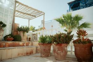 a group of potted plants in large pots on a patio at Riad Baladin in Essaouira