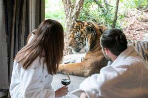 a man and a woman looking at a tiger at Big Cat Bungalows at The Haven in Chittenango